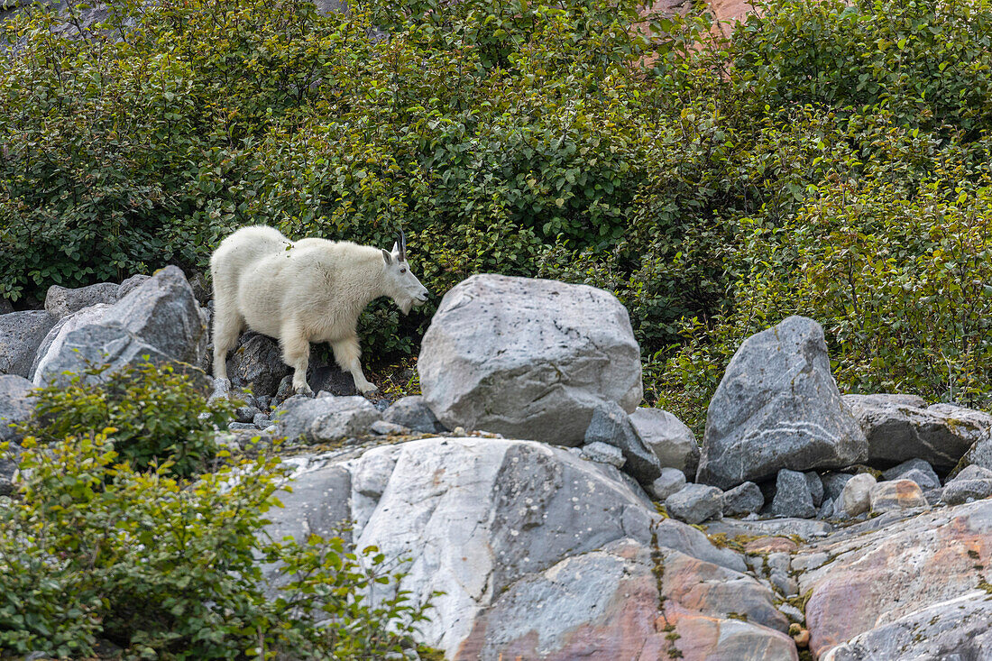 Ausgewachsene Bergziege (Oreamnos americanus), am South Sawyer Glacier im Tracy Arm, Südost-Alaska, Vereinigte Staaten von Amerika, Nordamerika