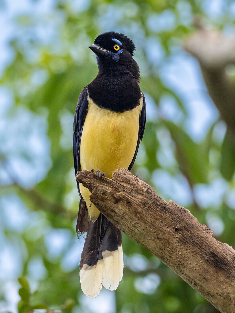An adult plush-crested jay (Cyanocorax chrysops), perched on a tree limb, Iguazu Falls, Misiones Province, Argentina, South America