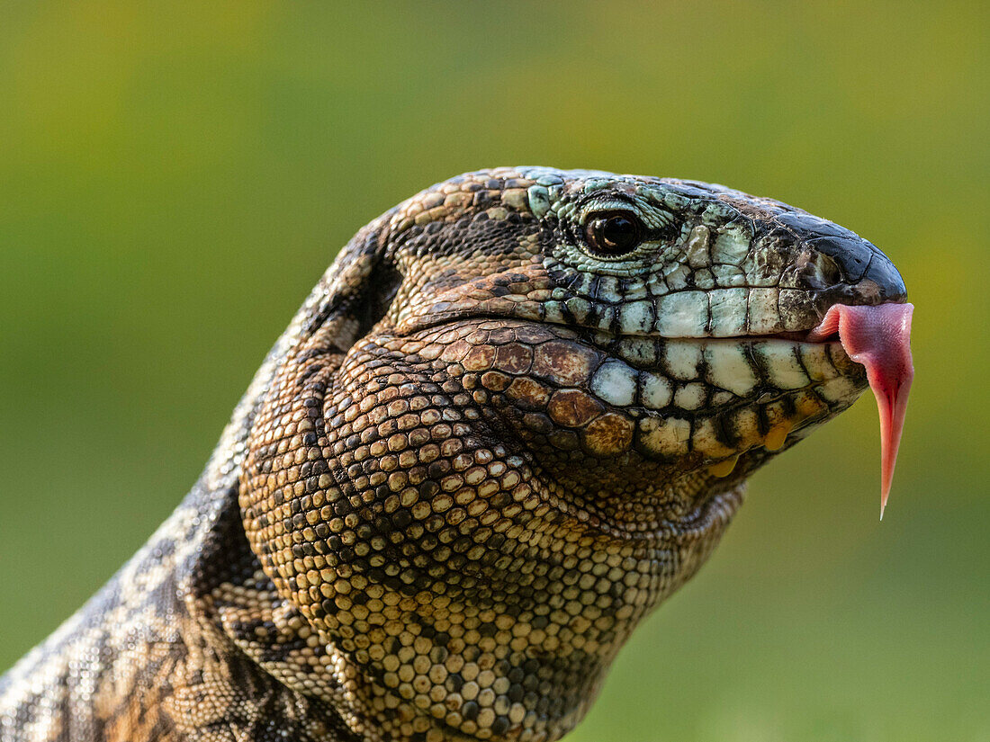 An adult Argentine black and white tegu (Salvator merianae), Iguazu Falls, UNESCO World Heritage Site, Misiones Province, Argentina, South America