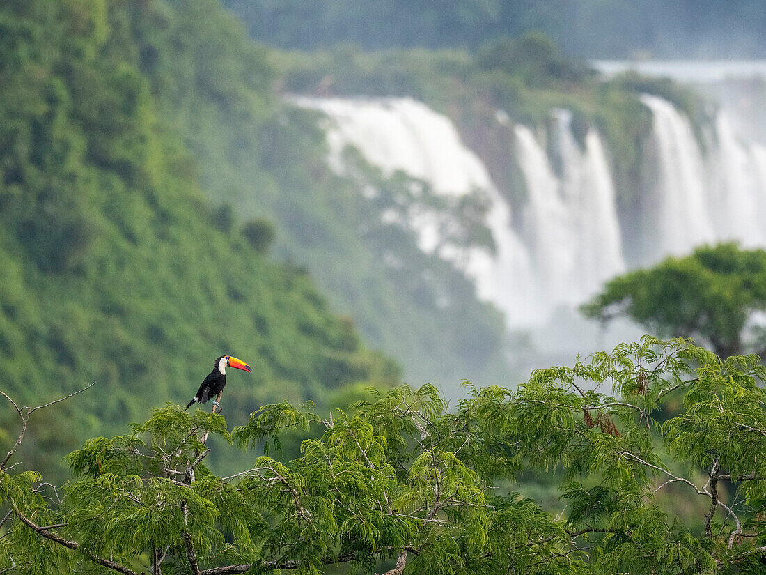 An adult toco toucan (Ramphastos toco), perched on a tree limb, Iguazu Falls, UNESCO World Heritage Site, Misiones Province, Argentina, South America