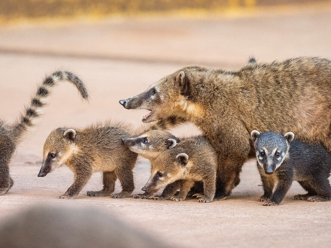 Junger südamerikanischer Nasenbär (Nasua nasua), der Mutter folgend an den Iguazu-Fällen, Provinz Misiones, Argentinien, Südamerika