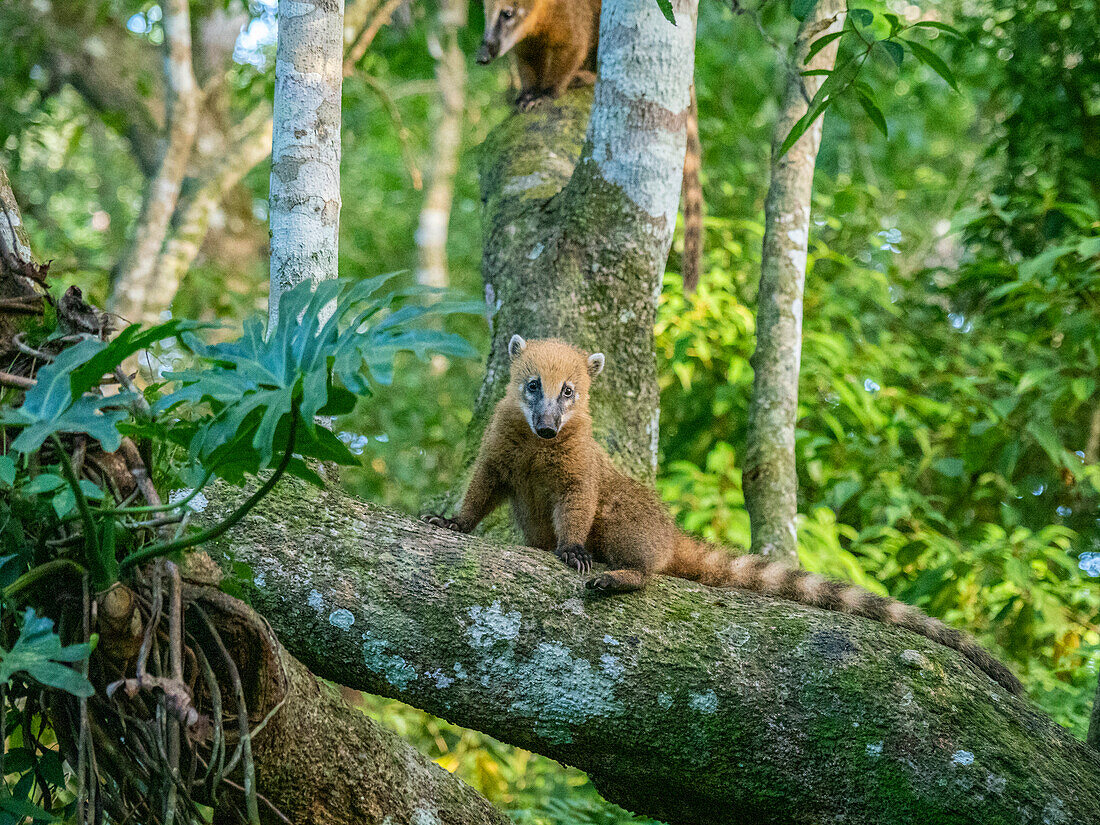 Adult South American coati (Nasua nasua), climbing in a tree at Iguazu Falls, Misiones Province, Argentina, South America