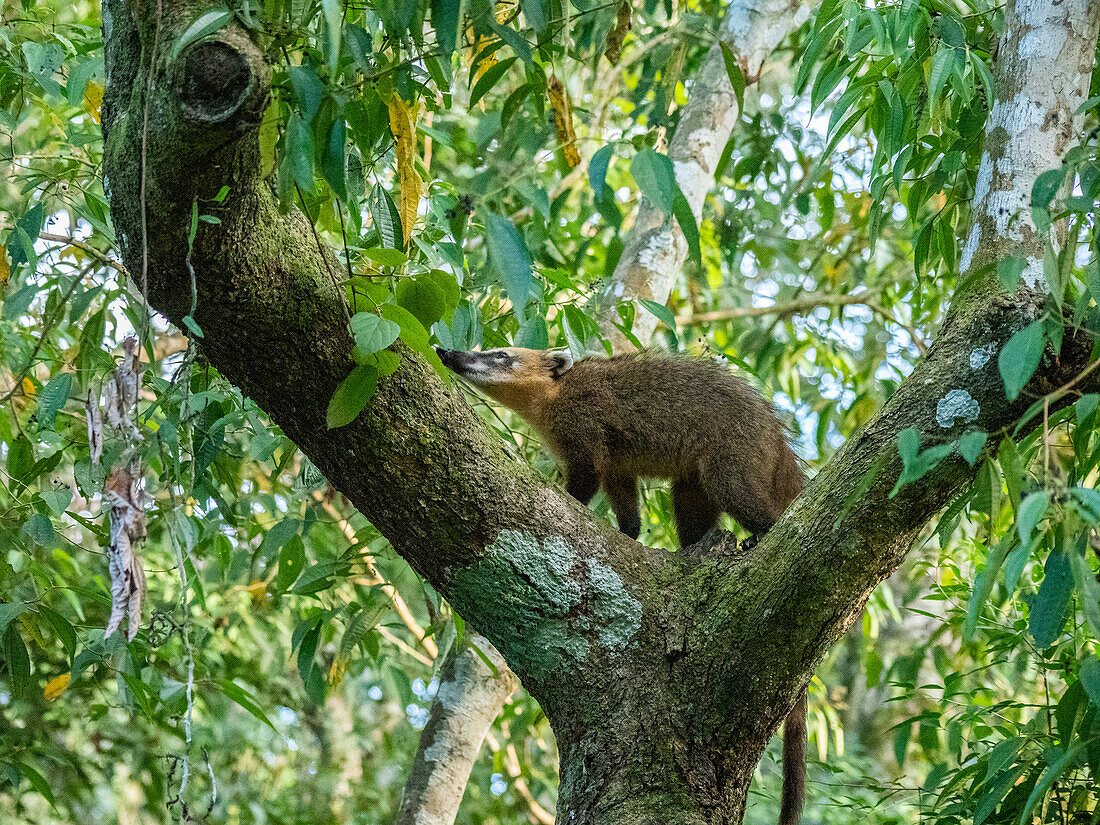 Ausgewachsener Südamerikanischer Nasenbär (Nasua nasua), kletternd in einem Baum an den Iguazu-Fällen, Provinz Misiones, Argentinien, Südamerika