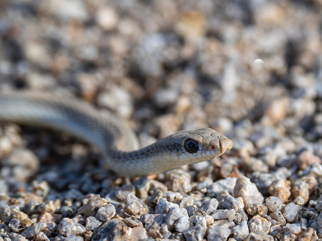 An adult western patch-nosed snake (Salvadora hexalepis), in Joshua Tree National Park, California, United States of America, North America