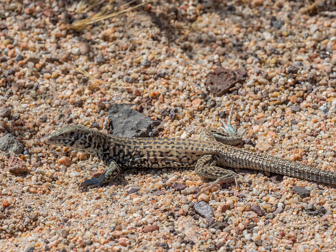 Western whiptail lizard (Aspidoscelis tigris), basking in the sun in Red Rock Canyon State Park, California, United States of America, North America