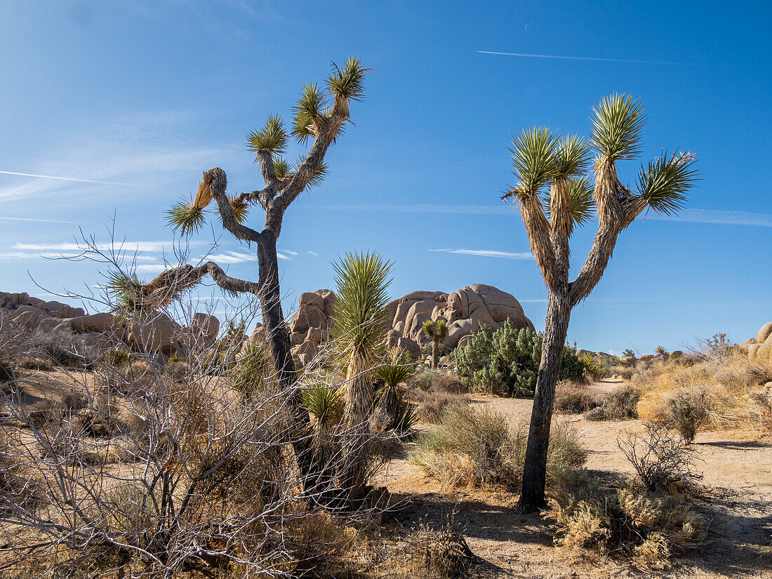 Joshua-Bäume (Yucca brevifolia) zwischen verwitterten Felsen im Joshua Tree National Park, Kalifornien, Vereinigte Staaten von Amerika, Nordamerika