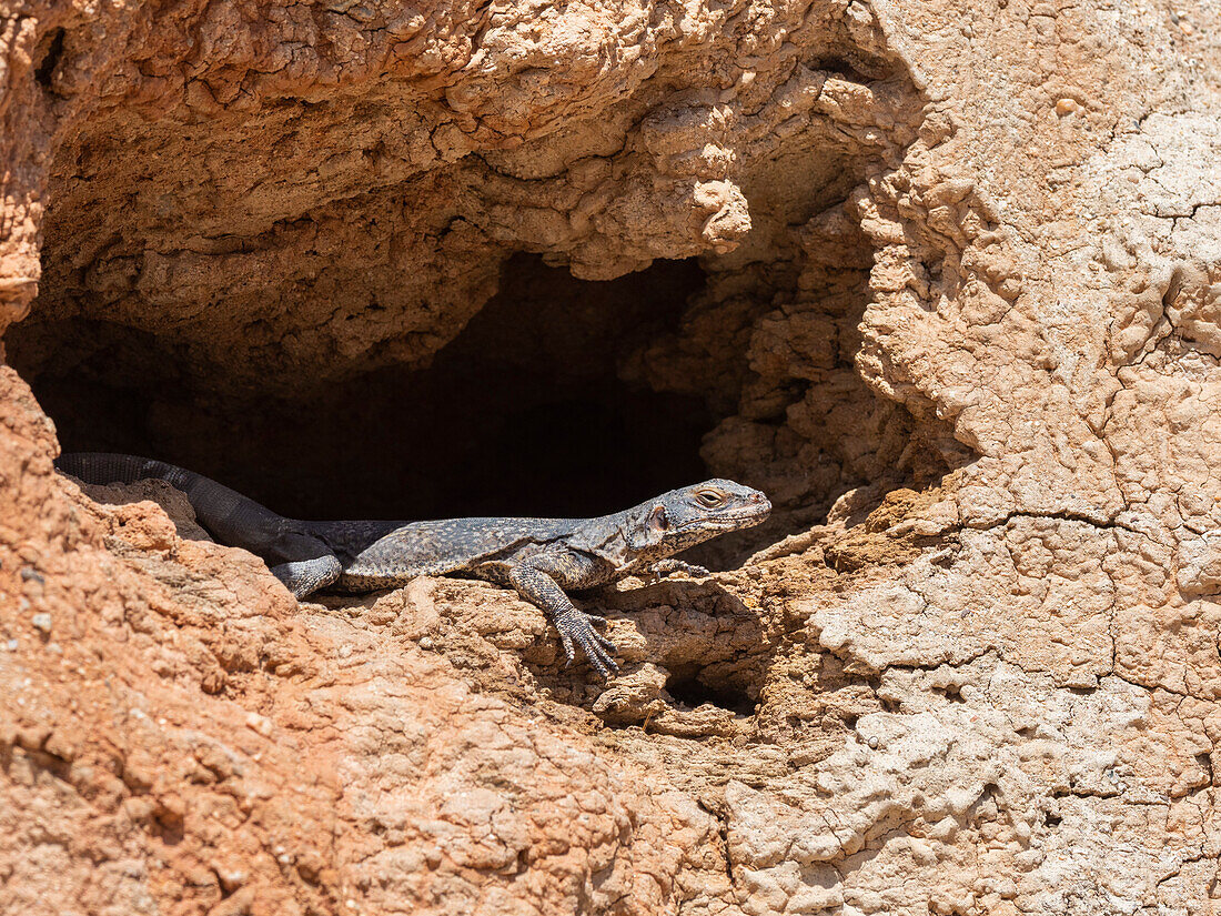 Common chuckwalla (Sauromalus ater), basking in the sun in Red Rock Canyon State Park, California, United States of America, North America