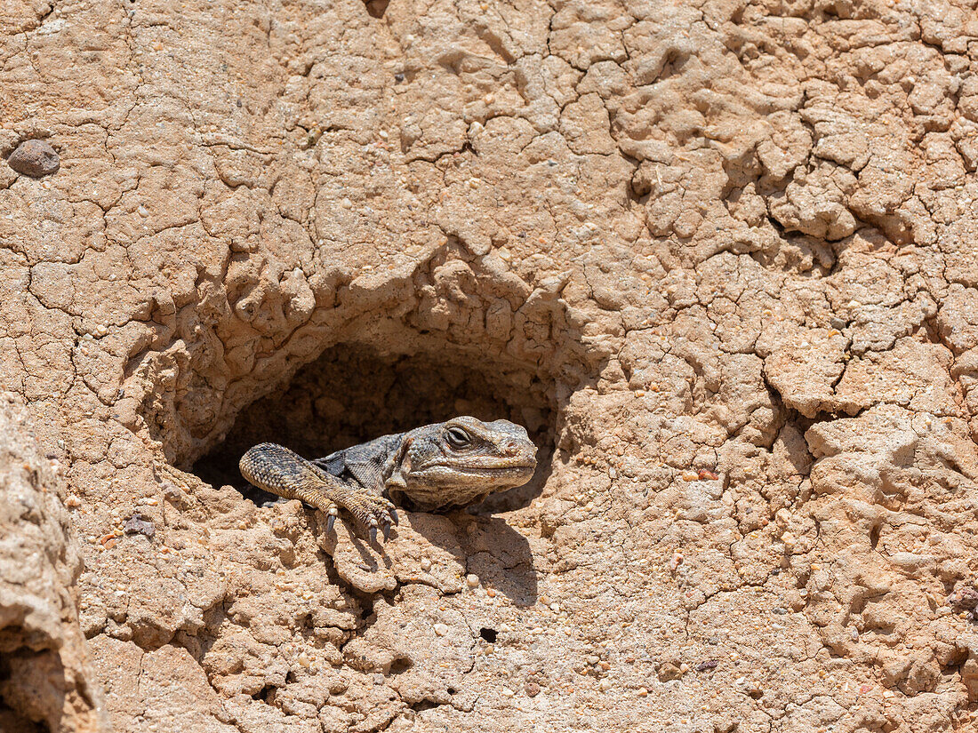 Common chuckwalla (Sauromalus ater) basking in the sun in Red Rock Canyon State Park, California, United States of America, North America