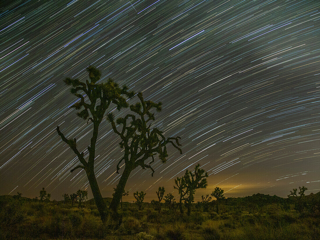 Joshua-Bäume (Yucca brevifolia), unter Sternenpfaden im Joshua Tree National Park, Kalifornien, Vereinigte Staaten von Amerika, Nordamerika