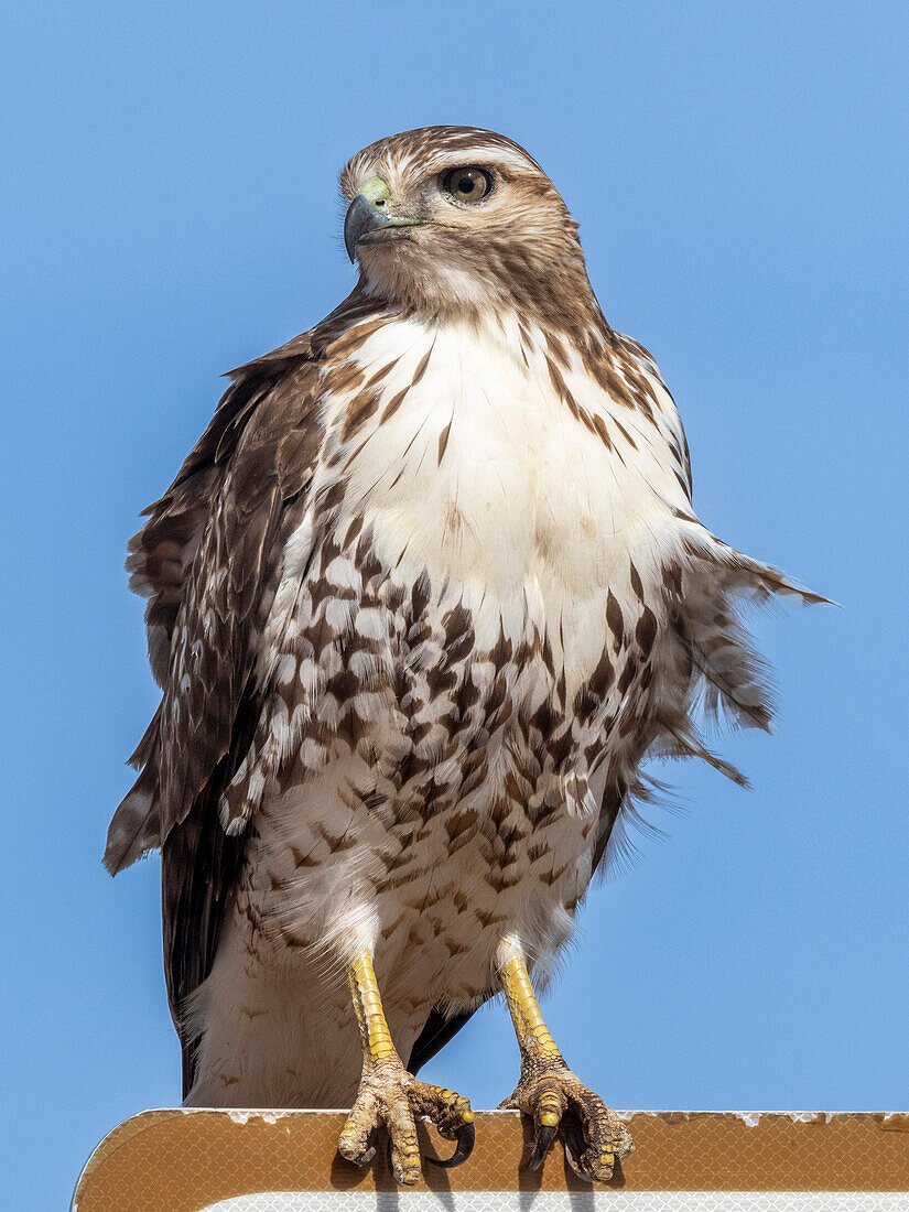A young red-tailed hawk (Buteo jamaicensis), on a sign near Whitewater Draw, Coronado National Forest, Arizona, United States of America, North America
