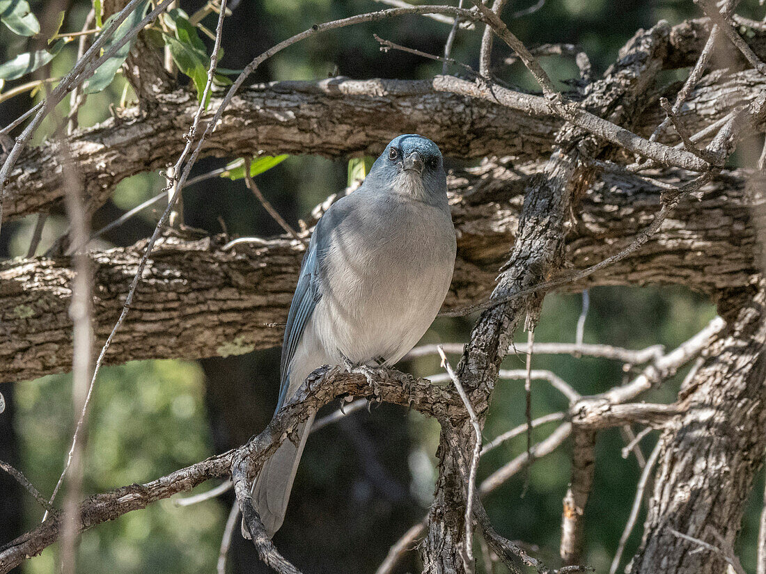 A Mexican jay (Aphelocoma wollweberi), in a tree in the Chiricahua National Monument, Arizona, Arizona, United States of America, North America