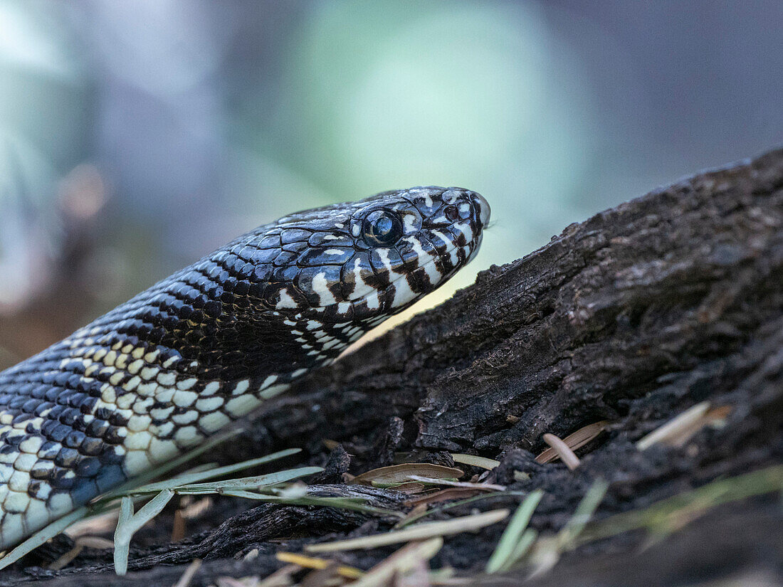 Erwachsene Kalifornische Königsnatter (Lampropeltis californiae), Thong Chul, Tucson, Arizona, Arizona, Vereinigte Staaten von Amerika, Nordamerika