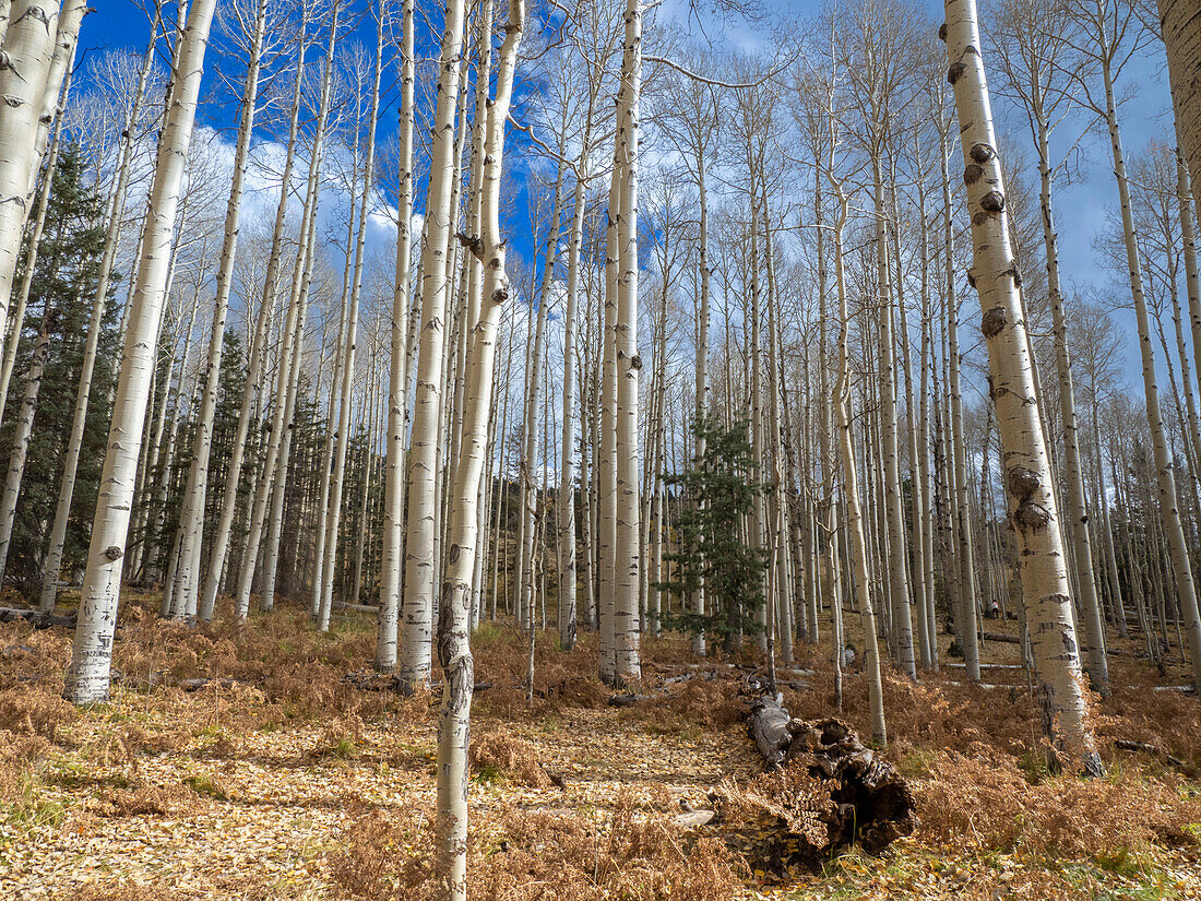 A grove of trembling aspens (Populus tremuloides), in fall coloration near Snowbowl, Flagstaff, Arizona, United States of America, North America