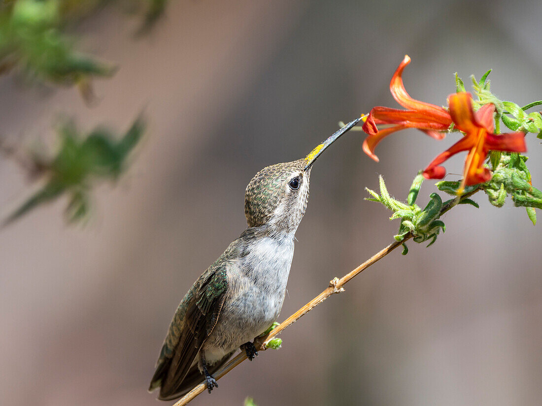 An adult female Costa's hummingbird (Calypte costae) feeding in Madera Canyon, southern Arizona, Arizona, United States of America, North America