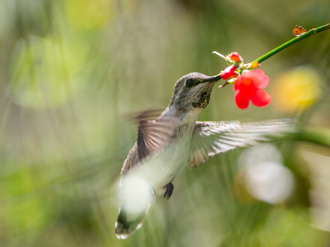 An adult female Costa's hummingbird (Calypte costae) feeding in Madera Canyon, southern Arizona, Arizona, United States of America, North America