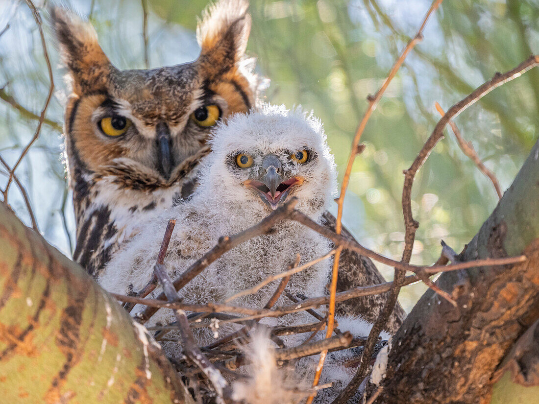 Ein ausgewachsener Waldkauz (Bubo virginianus) mit Küken auf einem Nest im Madera Canyon, Süd-Arizona, Arizona, Vereinigte Staaten von Amerika, Nordamerika