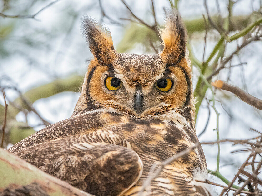 An adult great horned owl (Bubo virginianus), sitting on the nest in Madera Canyon, southern Arizona, Arizona, United States of America, North America