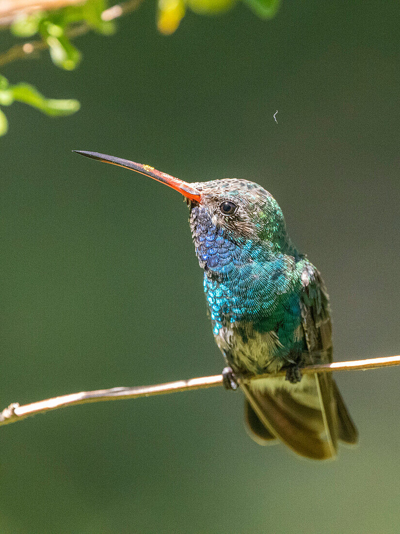 An adult male broad-billed hummingbird (Cynanthus latirostris magicus), Madera Canyon, southern Arizona, Arizona, United States of America, North America