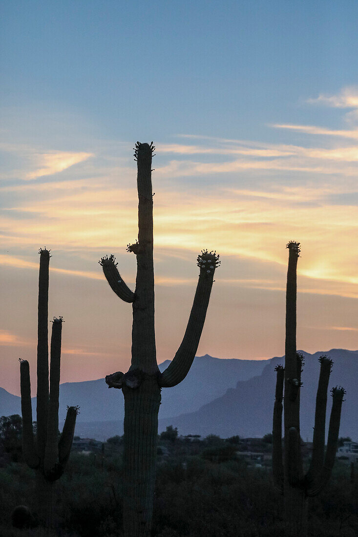 Saguaro-Kaktus (Carnegiea gigantea), fotografiert bei Sonnenaufgang im Sweetwater Preserve, Tucson, Arizona, Vereinigte Staaten von Amerika, Nordamerika