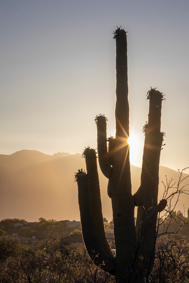 Saguaro-Kaktus (Carnegiea gigantea), fotografiert bei Sonnenaufgang in der Sweetwater Preserve, Tucson, Arizona, Vereinigte Staaten von Amerika, Nordamerika