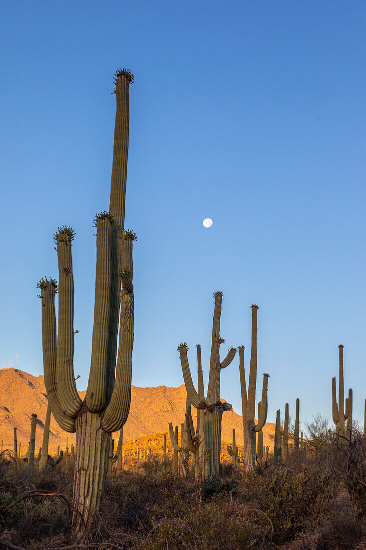 Saguaro cactus (Carnegiea gigantea), photographed under a waning moon in the Sweetwater Preserve, Tucson, Arizona, United States of America, North America