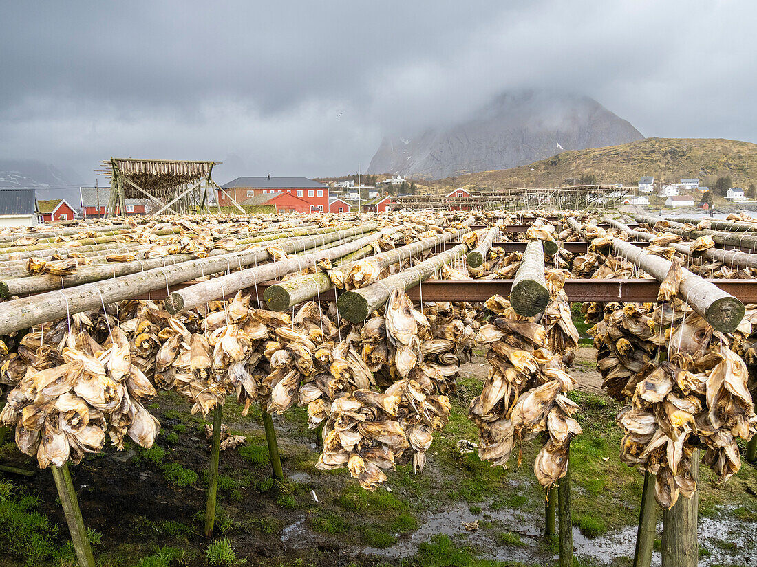 Kabeljau trocknet auf Gestellen zu Stockfisch in der Stadt Reine, Moskenesoya im Lofoten-Archipel, Norwegen, Skandinavien, Europa