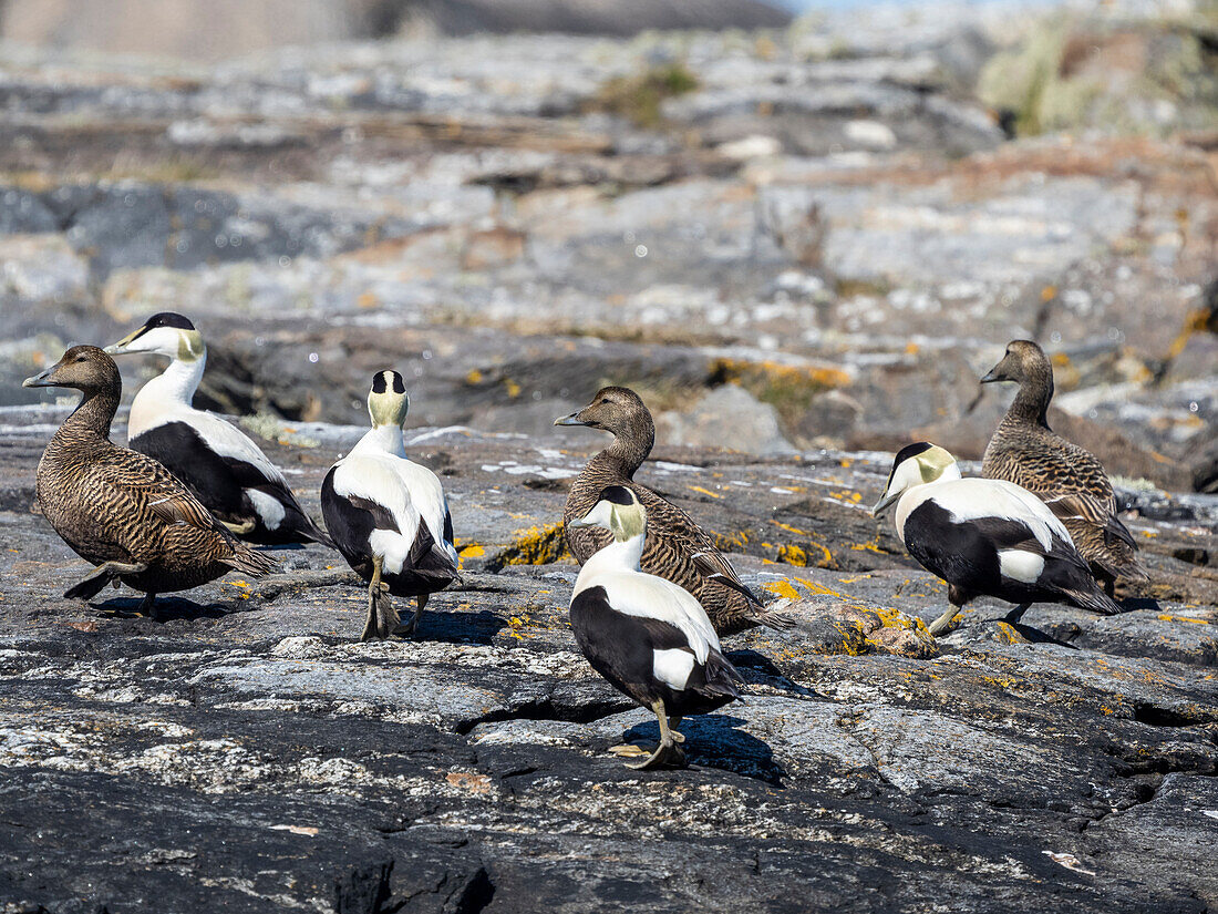 Adult common eider ducks (Somateria mollissima), gathered on the shoreline on the island of Bjornoya, Norway, Scandinavia, Europe