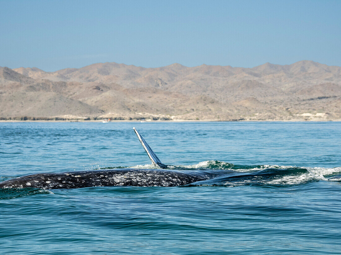 Adult gray whales (Eschrichtius robustus), courtship display in Magdalena Bay on the Baja Peninsula, Baja California Sur, Mexico, North America