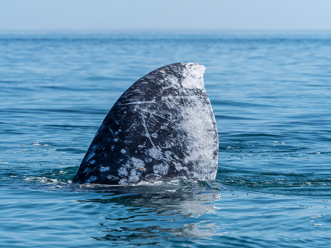 Adult gray whale (Eschrichtius robustus), surfacing in Magdalena Bay on the Baja Peninsula, Baja California Sur, Mexico, North America