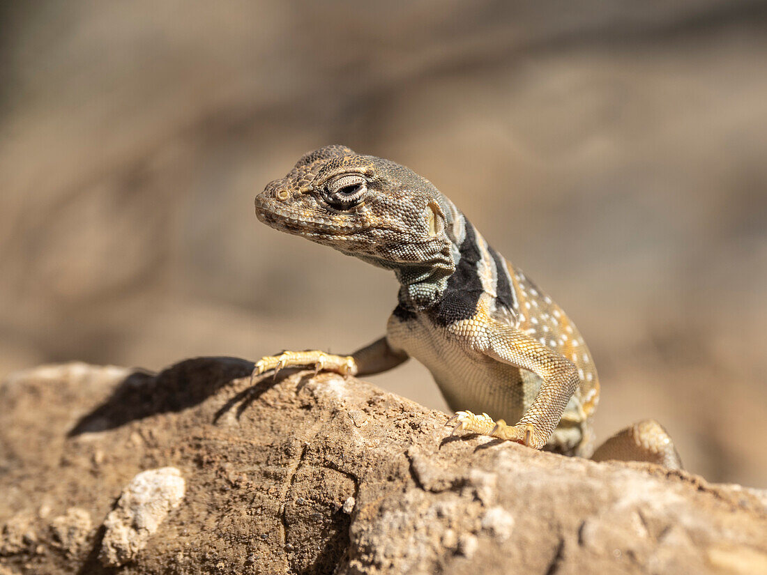 Wüstenhalsbandeidechse (Crotaphytus bicinctores), Mosaic Canyon Trail, Death Valley National Park, Kalifornien, Vereinigte Staaten von Amerika, Nordamerika