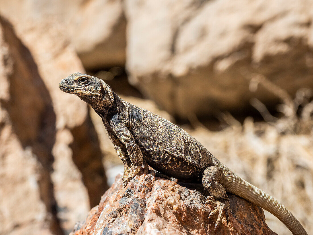 Gewöhnlicher Chuckwalla (Sauromalus ater), Leadfield im Titus Canyon im Death Valley National Park, Kalifornien, Vereinigte Staaten von Amerika, Nordamerika