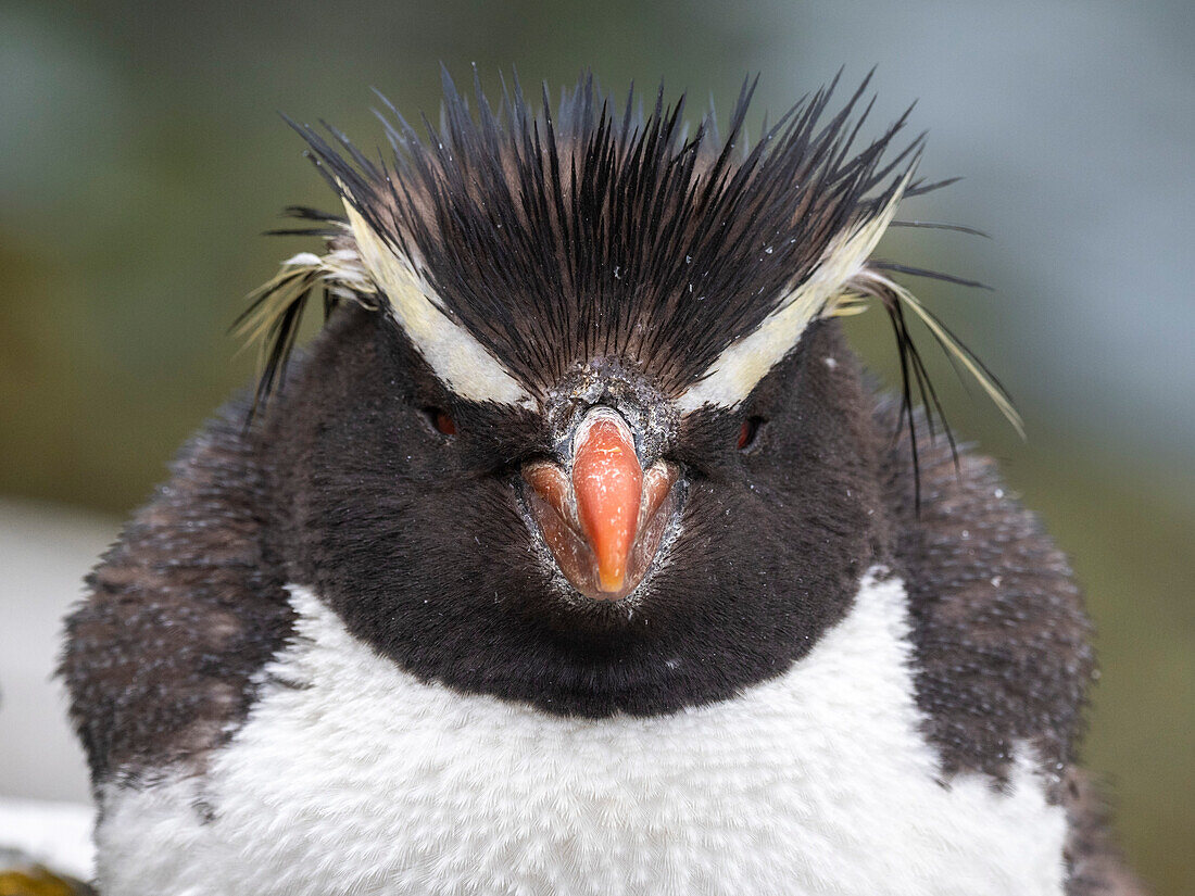 Erwachsener Südlicher Felsenpinguin (Eudyptes chrysocome), Kopfdetail, in der Franklin Bay, Isla Estado, Argentinien, Südamerika