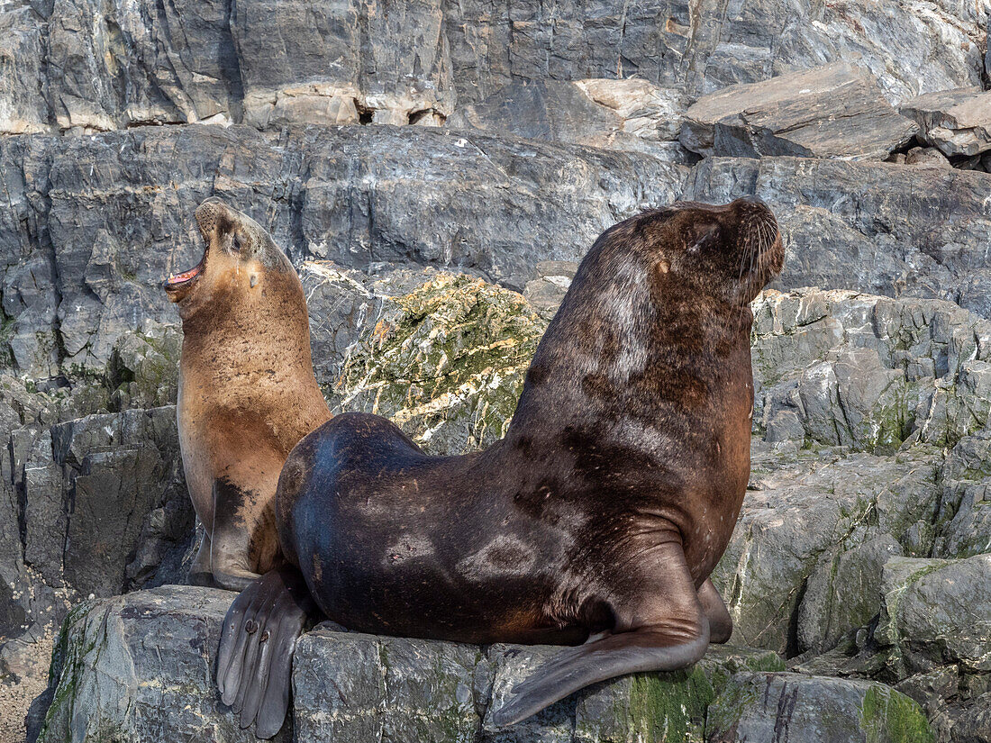 A colony of South American sea lions (Otaria flavescens), on small islets in Lapataya Bay, Tierra del Fuego, Argentina, South America