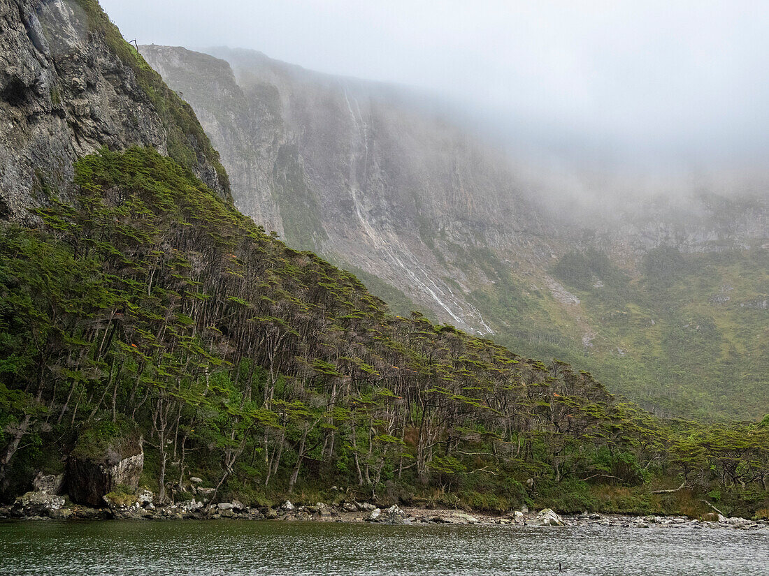 Blick auf einen Wasserfall und den Notofagus-Wald in Caleta Capitan Canepa, Isla Estado (Isla De Los Estados), Argentinien, Südamerika