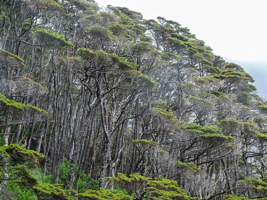 View of the Notofagus forest in Caleta Capitan Canepa, Isla Estado (Isla De Los Estados), Argentina, South America