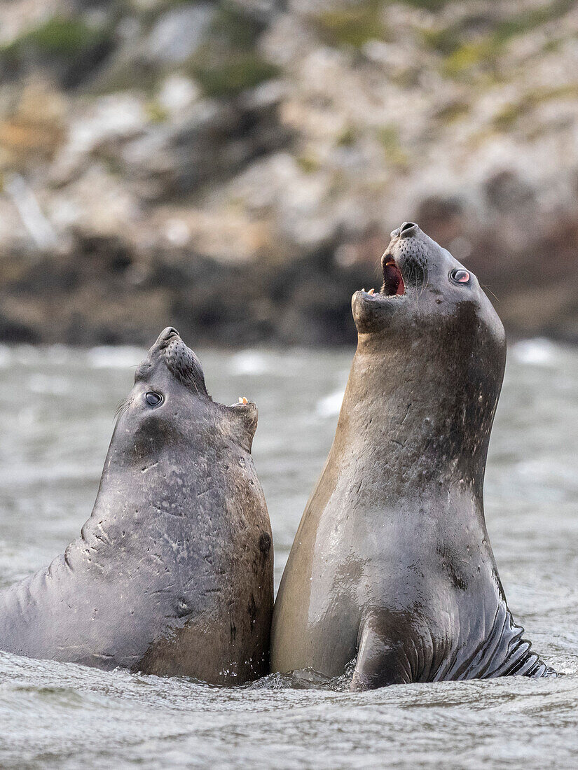 Ein Paar junger männlicher Südlicher Seeelefanten (Mirounga leonina), Scheingefecht im Karukinka-Naturpark, Chile, Südamerika