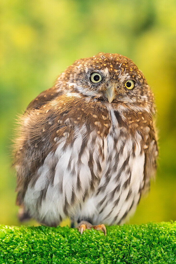 Adult captive northern pygmy owl (Glaucidium californicum), Alaska Raptor Center in Sitka, Southeast Alaska, United States of America, North America