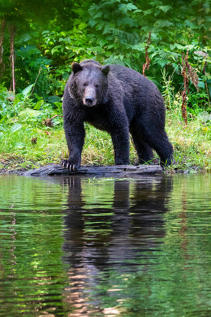 Ausgewachsener Braunbär (Ursus arctos), auf der Suche nach rosa Lachs am Ufer des Eva-Sees, Baranof Island, Alaska, Vereinigte Staaten von Amerika, Nordamerika