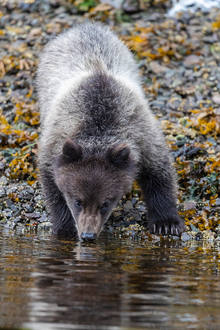 Braunbärenjunge (Ursus arctos), entlang des rosa Lachsflusses in Pavlov Harbor auf Chichagof Island, Alaska, Vereinigte Staaten von Amerika, Nordamerika