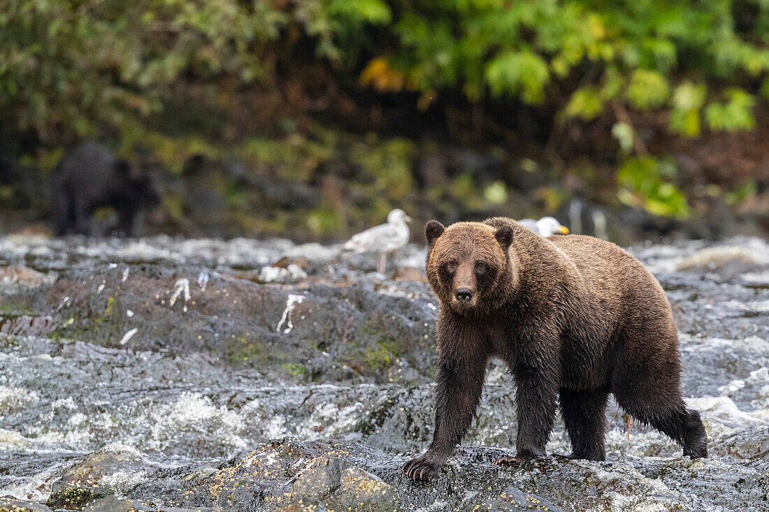 Adult brown bear (Ursus arctos), along pink salmon stream on Chichagof Island, Alaska, United States of America, North America