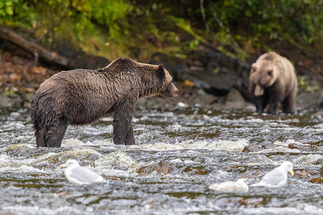 Adult brown bears (Ursus arctos), looking for pink salmon stream in Pavlov Harbor on Chichagof Island, Alaska, United States of America, North America
