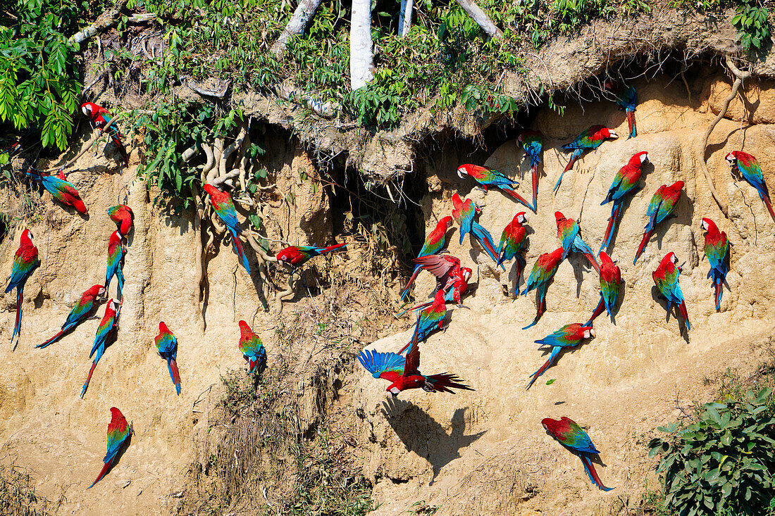 Red-and-green Macaws (Ara chloropterus) at clay lick, Manu National Park, Peruvian Amazon, Peru, South America