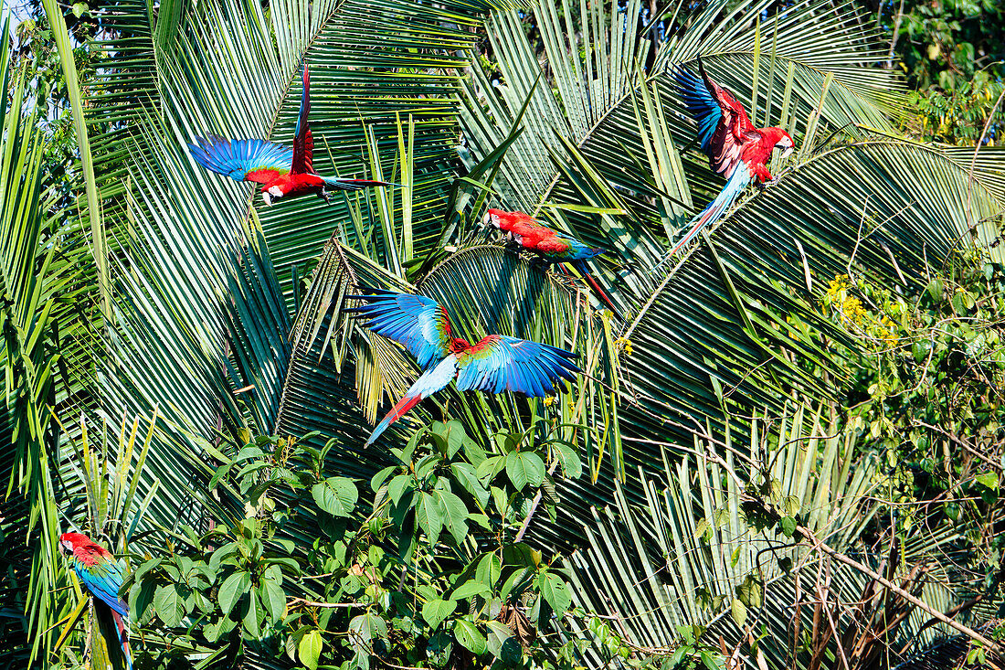 Rot-grüne Aras (Ara chloropterus) auf Palmenzweigen, Manu-Nationalpark, peruanischer Amazonas, Peru, Südamerika
