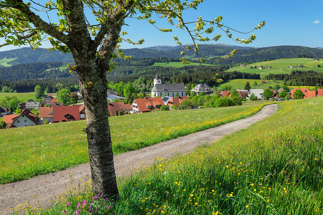 Blick von Breitnau zum Feldberg, Schwarzwald, Baden-Württemberg, Deutschland, Europa