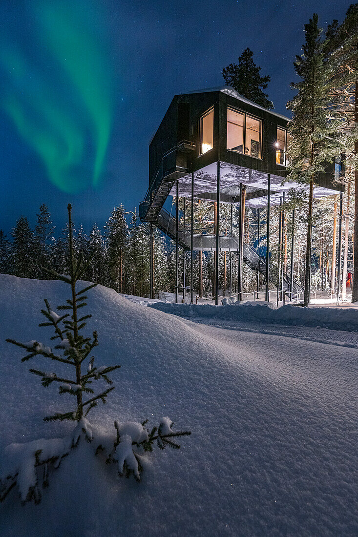 Aurora Borealis (Nordlicht) Blick vom luxuriösen Holzhäuschen zwischen Bäumen im verschneiten Wald, Tree Hotel, Harads, Lappland, Schweden, Skandinavien, Europa