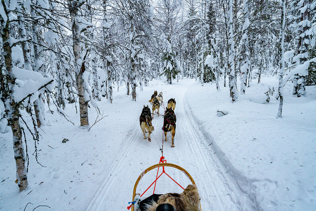 Hundeschlittenfahrt im verschneiten arktischen Wald im Winter, Lappland, Finnland, Europa