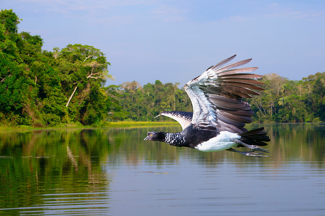 Flying Horned Screamer (Anhima cornuta), Manu National Park cloud forest, Peru, South America