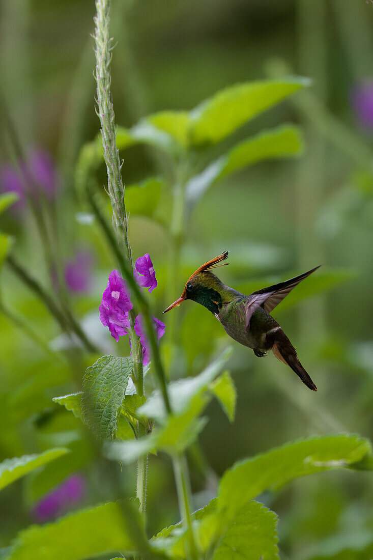 Fliegende Rotschopfelfe (Lophornis delattrei), Manu-Nationalpark Nebelwald, Peru, Südamerika