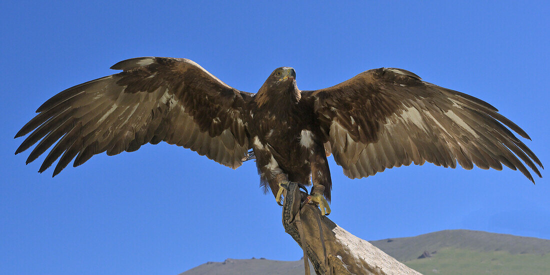 Golden Eagle (Aquila chrysaetos) with open wings, Song Kol lake, Naryn region, Kyrgyzstan, Central Asia, Asia