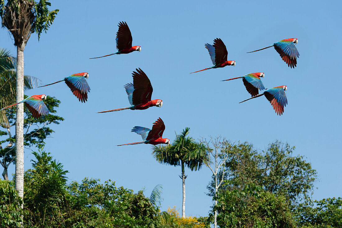Red-and-green Macaws (Ara chloropterus) flying over rain forest, Manu National Park, Peruvian Amazon, Peru, South America